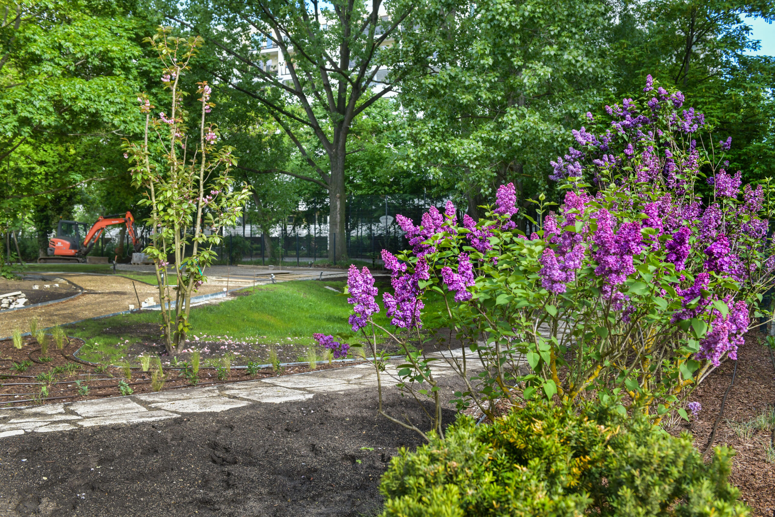 KulturGarten mit Schmetterlingsflieder in der Blüte